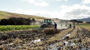 Worker harvesting crops on a New Zealand farm